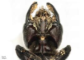   Maximegachilenbsp;maxilossa nbsp;female head hypostomal area, photo: Joshua Hengel 
